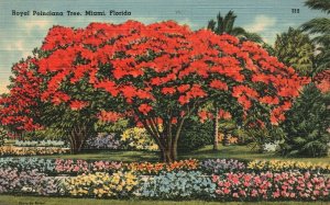 Vintage Postcard 1930's Royal Poinciana Tree Red Flowers Miami Florida FL