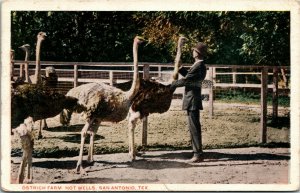 Postcard TX San Antonio Ostrich Farm Hot Wells Man in Suit 1918 S60