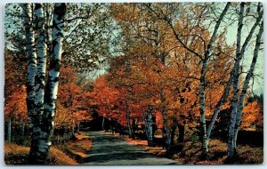 Postcard - Golden Woodland Drive - Greetings from Stratford, New York