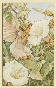 White Bindweed Fairy Fairies Old Book Stunning Postcard