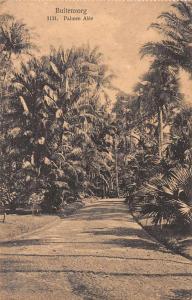 Buitenzorg Indonesia Palm Trees Antique Postcard J45710