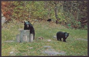 Black Bears Having Lunch Postcard