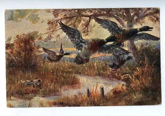 183199 Duck hunting with dog setter Vintage postcard