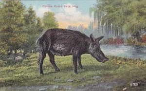 Pigs A Florida Razor Back 1910