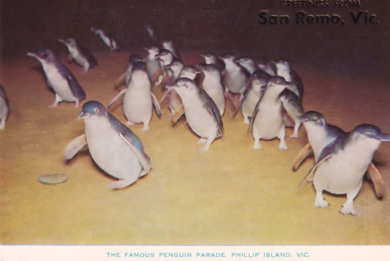 The Famous Penguin Parade Phillip Island Victoria Australia Postcard