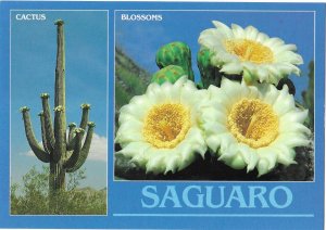 Saguaro Cactus Blossoms and Fruit Southern Arizona 4 by 6