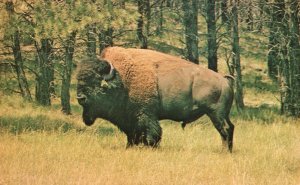 Vintage Postcard Bull Buffalo Roam As Old Through Custer State Park Black Hills