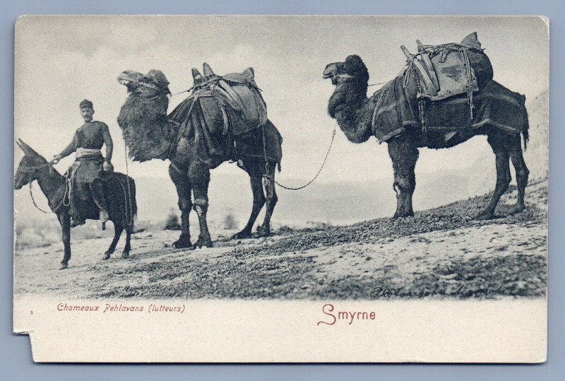 Turkey Smyrne  Postcard Two hump camels missing corner