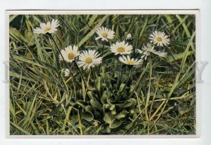 428006 Flower Bellis perennis Vintage Sammelwerk Tobacco Card w/ ADVERTISING