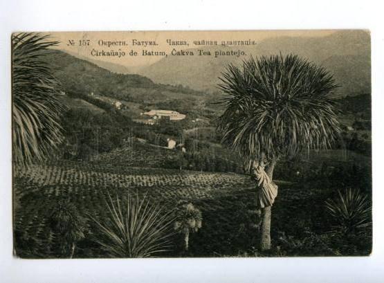 146381 Adjara Georgia BATUMI Chakva Tea plantation Vintage