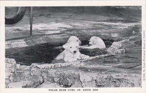 Polar Bear Cubs St Louis Zoo Missouri