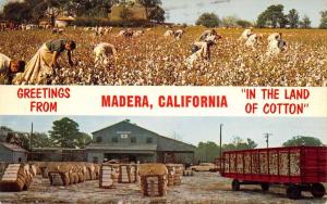 Madera California Cotton Picking Multiview Vintage Postcard K88773