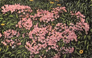 Mountain Laurel Asheville, North Carolina NC Postcard