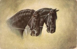 Portrait of two back horses Old vintage German postcard
