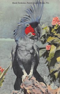 Black Cockatoo, Parrot Jungle Miami, Florida Parrot unused 