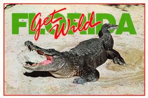 BG13890 florida gators albert wild aligator  usa