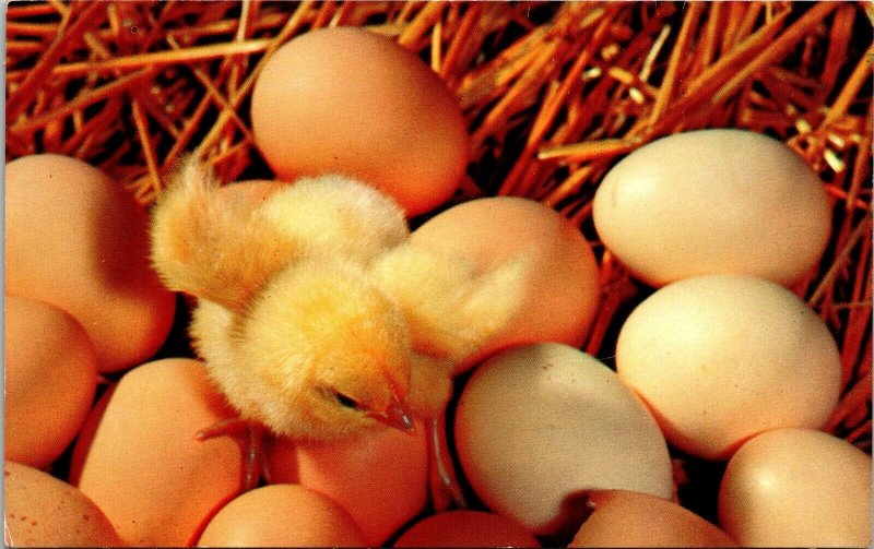 Greetings From Washington NJ New Jersey Chicken Eggs Chick VTG Postcard UNP