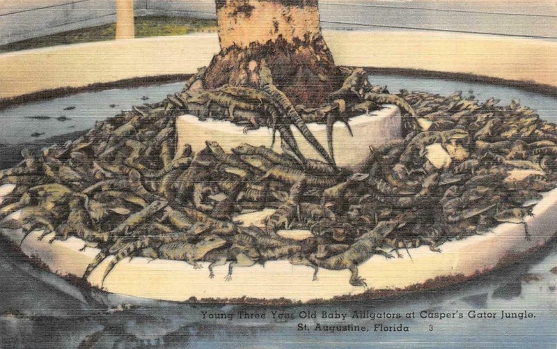 3~Postcards ST AUGUSTINE Florida FL ~CASPER'S ALLIGATOR JUNGLE Birds~Jaws~Babies
