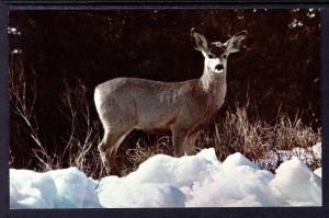 Young Mule Doe,Deer