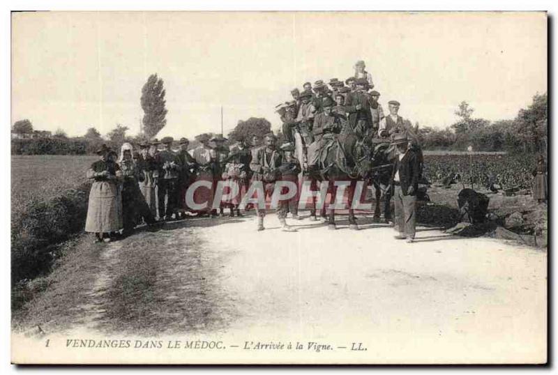 Vintage Postcard Folklore Wine Vineyard Grape harvest in the