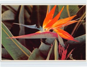 Postcard Bird Of Paradise, Hawaii