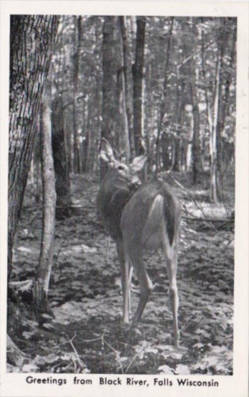 Wisconsin Greetings From Black River Falls With Deer Real Photo