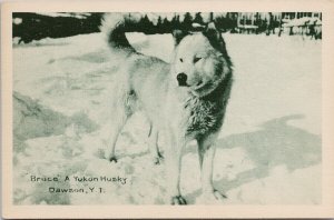 Bruce the Husky Dog Dawson Yukon YT Unused Cribbs Postcard H56