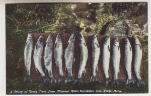 P2452, vintage postcard string brook trout pleasant river maine