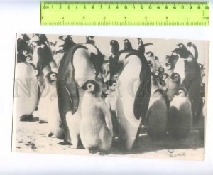 229721 Soviet Antarctic station Bellingshausen weather map old photo