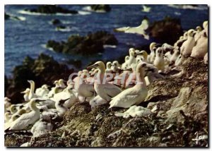 Postcard Modern Brittany Colored Seven Fools Islands Colony Gannet Birds