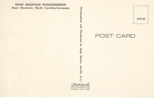 PC5991 ROAN MOUNTAIN RHODODENDRON, NC