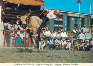 Brahma Bull Riding Calgary Stampede Alberta Canada rodeo airmail postcard 