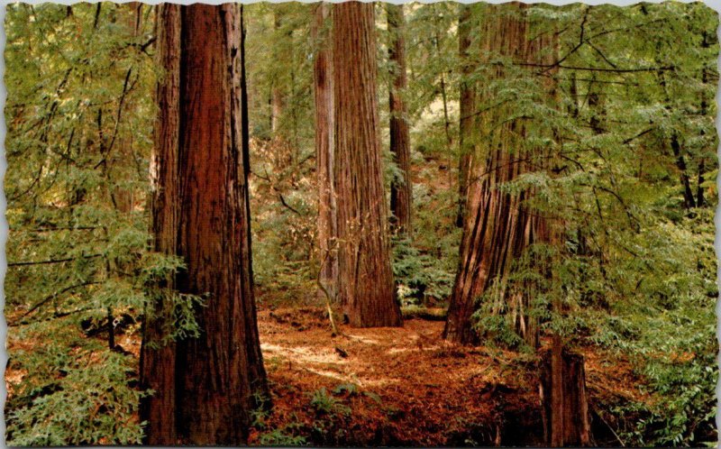 California Avenue Of Giant Trees Near Phillipsville