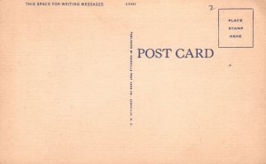 Vintage Postcard Bear Cub In Tree Great Smoky Mountains National Park Asheville