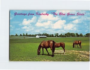 Postcard Greetings from Kentucky The Blue Grass State Lexington Kentucky USA