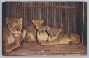 Cats~Lions & Cubs Lincoln Park Chicago~Vintage Postcard 