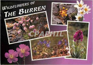 Modern Postcard Wildflowers of the Burren The cracks and crevices of the lime...