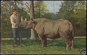 New York, N.Y., Zoo, Two Horned Rhinoceros Rhino (1914)