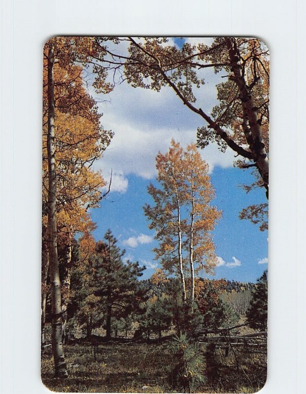 Postcard Golden Aspens, Arizona