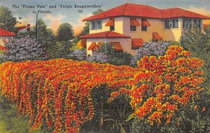 Flame Vine and Purple Bougainvillea - Flowers, Florida FL  