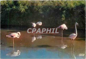 Old Postcard In Carmague with Gardans Flamingos