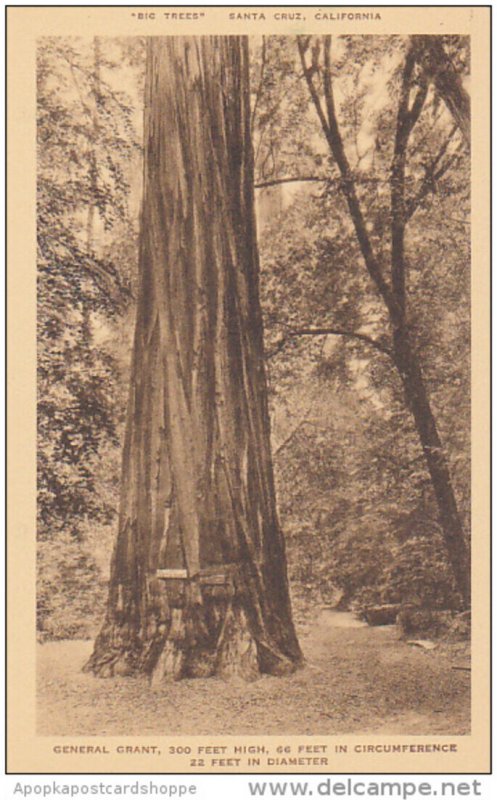 The Giant Santa Cruz Big Trees Park California Albertype