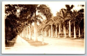 RPPC  Fort Myers  Florida  Palm Lined Street   Real Photo  Postcard  c1920