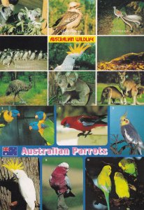 Australian Parrots Birds Cockatoos 2x Postcard s