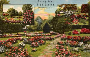 North Carolina Charlotte Sunnyside Rose Garden Curteich