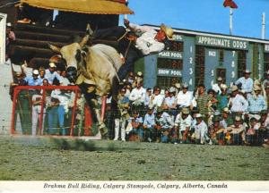 Calgary Stampede AB Alberta Rodeo Cowboy Bull Riding c1974 Vintage Postcard D17