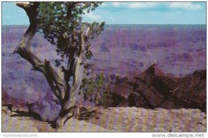 Arizona Between Yavapai & Yaki Points Grand Canyon National Park Fred Harvey