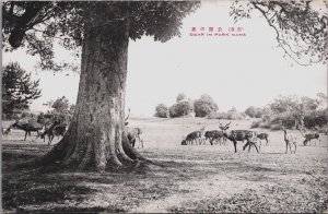 Japan Deer In Park Nara Vintage Postcard C149