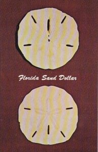 Florida Bradenton Florida Sand Dollar The Sand Dollar Or Holy Ghost Shell