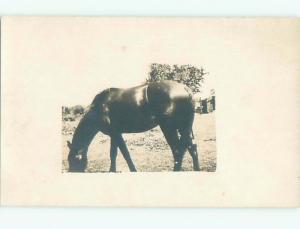 Old rppc HORSE SCENE Great Postcard AB1969